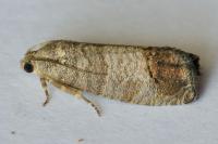 Cydia pomonella