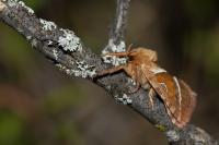 Triodia sylvina