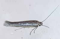 Scythris