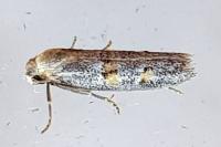Symmocoides oxybiella