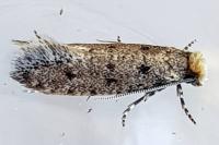 Ateliotum petrinella