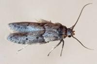 Blastobasis glandulella