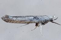Paradoxus osyridellus