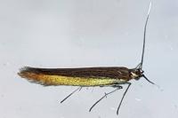 Coleophora