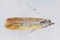 Dichomeris acuminata