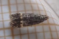 Monochroa sepicolella