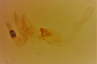 Monochroa sepicolella