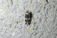 Oegoconia