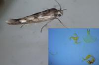 Scythris limbella