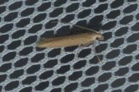 Batrachedra parvulipunctella