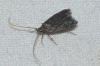Lecithocera nigrana
