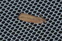 Bactra venosana