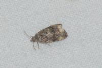 Endothenia oblongana