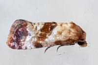 Neocochylis millierana
