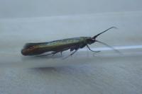 Coleophora