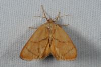 Apoda limacodes
