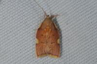 Carcina quercana