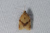 Clepsis consimilana
