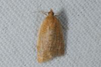 Clepsis consimilana