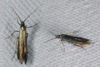 Coleophora