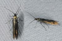 Coleophora
