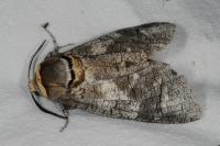 Cossus cossus