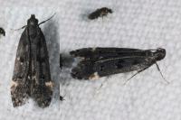 Dichomeris alacella