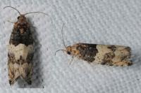 Gypsonoma aceriana
