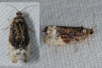 Hedya nubiferana