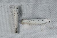 Yponomeuta rorrella