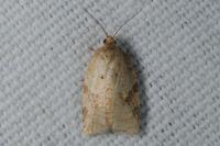 Acleris ferrugana/notana