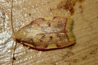 Carcina quercana