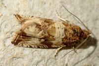 Celypha cespitana