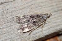 Dichomeris alacella