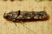 Teleiopsis