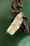 Archips xylosteana