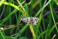 Celypha cespitana