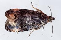 Endothenia