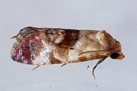 Neocochylis millierana