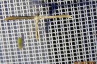 Emmelina monodactyla