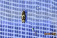 Epiblema foenella
