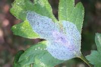 Phyllonorycter corylifoliella