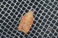Carcina quercana