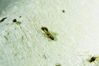 Chrysoesthia drurella