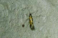 Chrysoesthia drurella