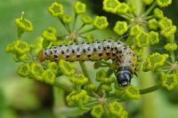 Depressaria radiella