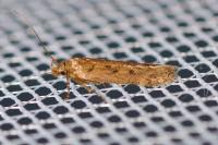 Bryotropha