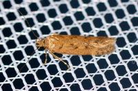 Bryotropha