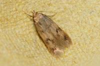 Borkhausenia
