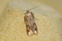 Borkhausenia